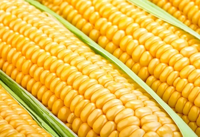 Produção de etanol de milho supera a de álcool de cana-de-açúcar em MT e deve ser 236% ...